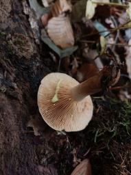 Lactarius chrysorrheus