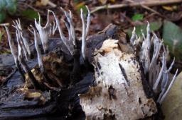 Xylaria hypoxylon