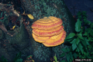 Laetiporus sulphureus