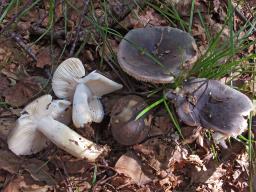 Russula parazurea