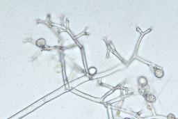 Plasmopara obducens