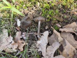 Entoloma vernum