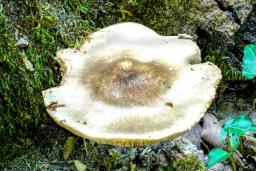 Pluteus petasatus