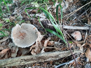 Amanita rubescens
