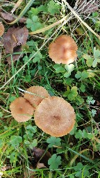 Laccaria laccata