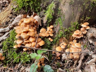 Hypholoma fasciculare var. pusillum