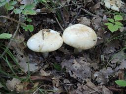 Tricholoma acerbum