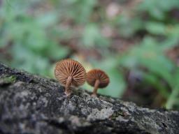 Phaeomarasmius erinaceus