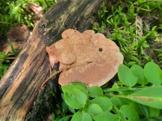 Hapalopilus nidulans
