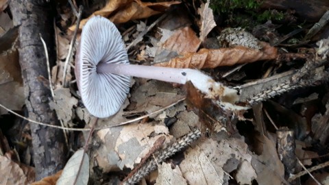 Mycena pura