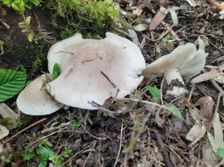 Calocybe gambosa