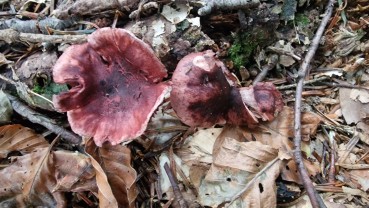 Hygrophorus capreolarius