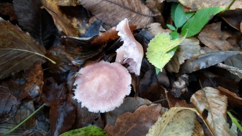 Mycena rosea