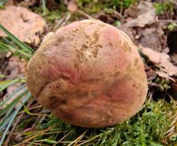 Hortiboletus bubalinus