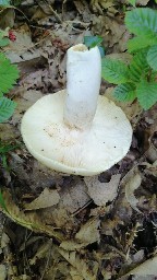 Russula aeruginea