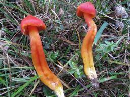 Hygrocybe splendidissima