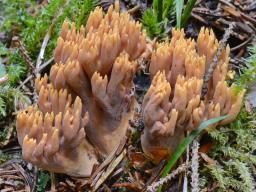 Ramaria testaceoflava