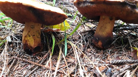 Neoboletus erythropus