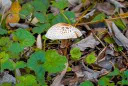 Lepiota lilacea