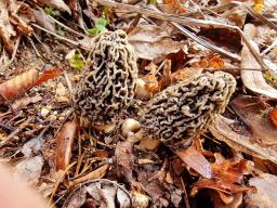 Morchella vulgaris