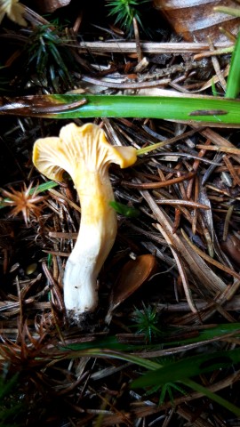 Cantharellus cibarius