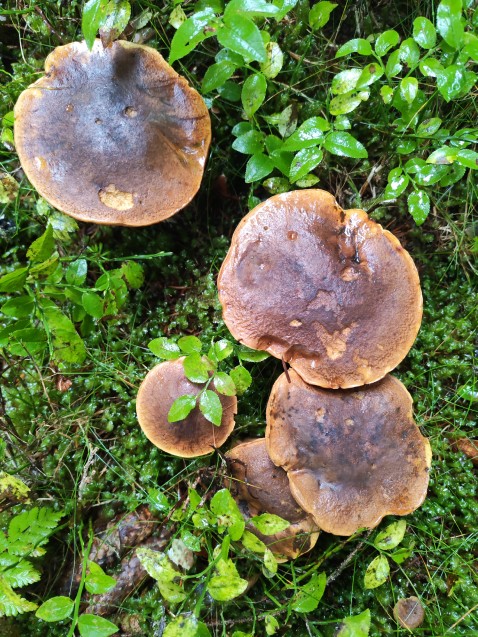 Neoboletus erythropus