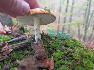 Amanita muscaria