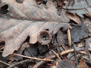 Cyathus striatus