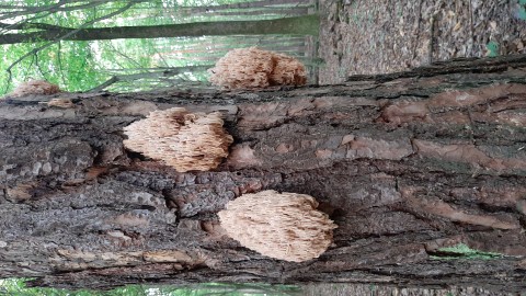 Artomyces pyxidatus