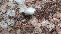 Amanita virosa