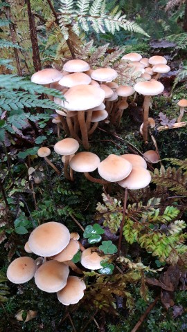 Hypholoma capnoides