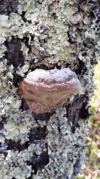 Phellinus pomaceus