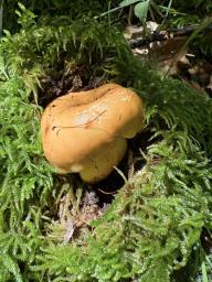 Lactifluus volemus