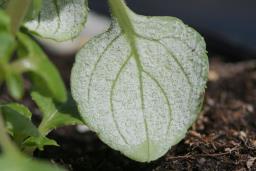 Plasmopara obducens
