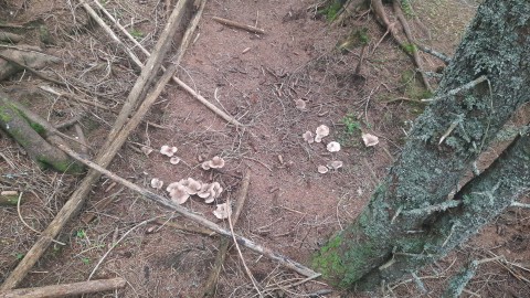 Clitocybe nebularis