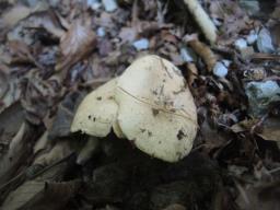 Lactarius illyricus