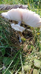 Macrolepiota procera