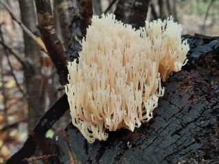 Artomyces pyxidatus