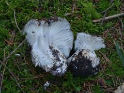 Hygrophorus marzuolus