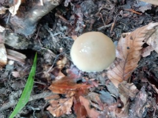 Candolleomyces candolleanus