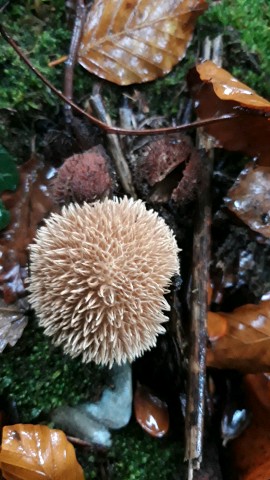 Lycoperdon echinatum