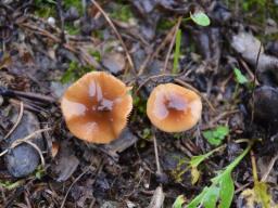 Conocybe arrhenii