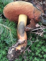 Neoboletus xanthopus