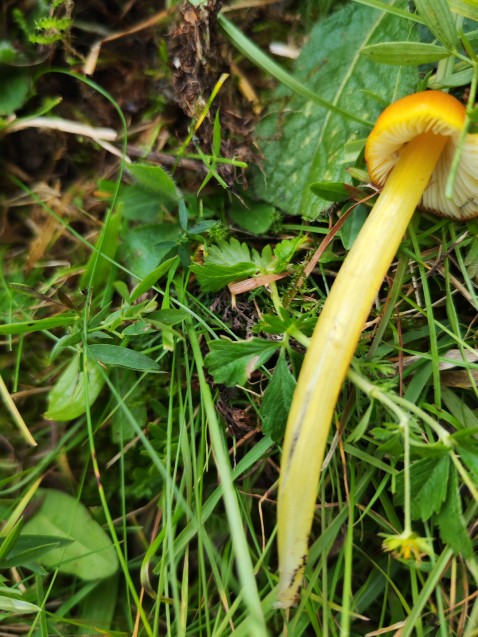 Hygrocybe conica
