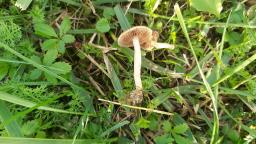 Agrocybe vervacti