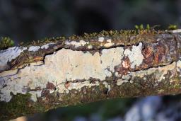 Radulomyces confluens