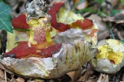 Rubroboletus rhodoxanthus