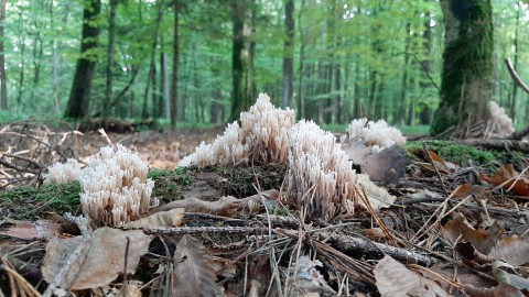 Artomyces pyxidatus