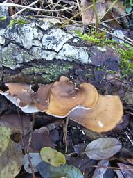 Lentinus brumalis