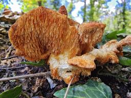 Hericium cirrhatum